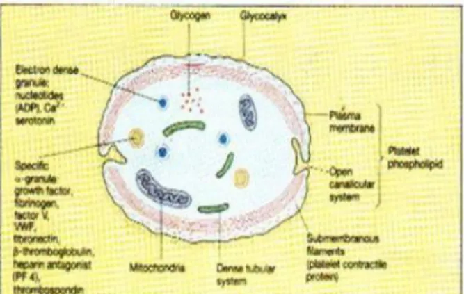 Gambar 1.5 Struktur Trombosit (Wirawan & Silman, 2000)