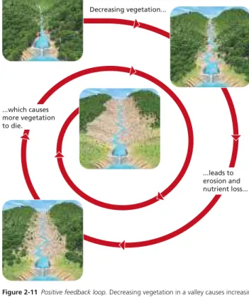 Figure 2-11  Positive feedback loop. Decreasing vegetation in a valley causes increasing  erosion and nutrient losses, which in turn causes more vegetation to die, which allows  for more erosion and nutrient losses