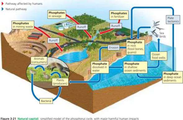 Figure 3-21  Natural capital:  simplified model of the phosphorus cycle, with major harmful human impacts  shown by red arrows