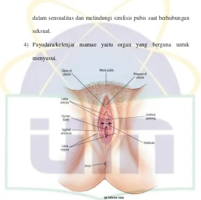 Gambar 2.1 Organ reproduksi wanita bagian luar 