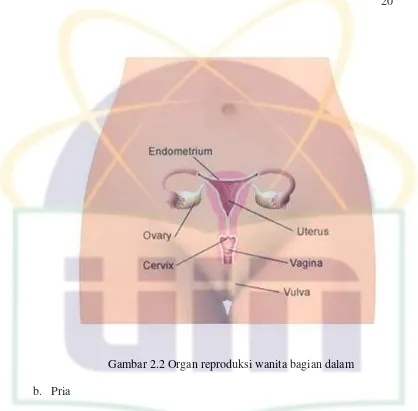 Gambar 2.2 Organ reproduksi wanita bagian dalam 