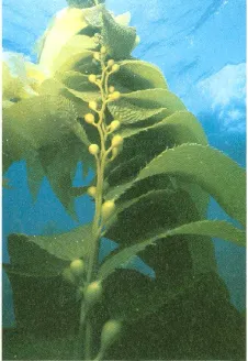 Gambar : Alga multiseluler bentuk lembaran:Ulva (alga hijau) (a),