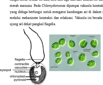 Gambar : Sel Chlamydomonas dan Bagian-bagiannya