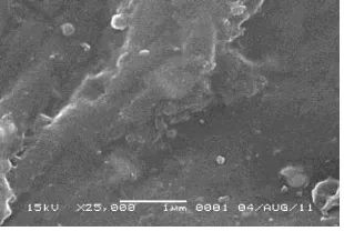Figure 5. SEM cross section of membrane at variation of evaporation time of 25 seconds without 1% aquades