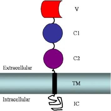 Figure 1.1: Schematic of RAGE domain organization. The membrane is shown as a  horizontal rectangle with the extracellular and intracellular regions marked appropriately