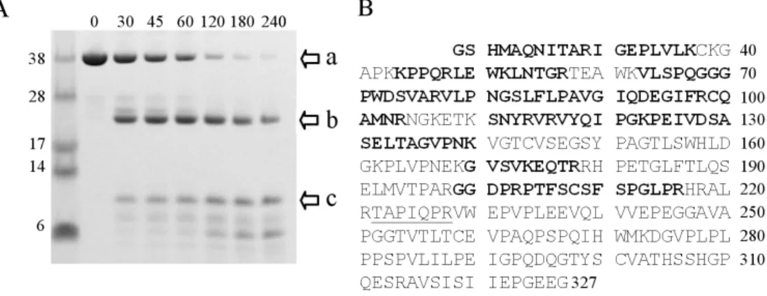 Figure 2.3: Limited proteolysis of sRAGE reveals two stable domains. (A) Reducing  SDS-PAGE of sRAGE digested by trypsin (500:1, w/w) at room temperature