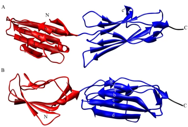 Figure 3.1: The x-ray crystal structure of VC1. Ribbon diagram of VC1 colored  according to figures in Chapter II