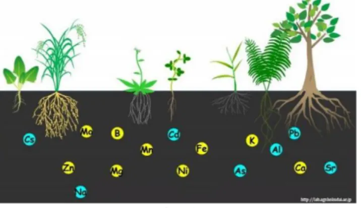 Gambar 1: Nutrisi pada Tumbuhan