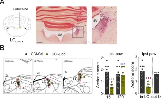 Fig.  S2.  (A)  Representative  image  of  LC contra   inhibition  by  lidocaine  (4%)  microinjection  in  Dawley  rats