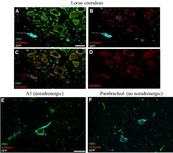 Fig.  S4. Representative  immunofluorescence  of  DBH,  mCherry  and  GFP  expression  in  (A-D)  locus  coeruleus  neurons  (E)  A5  noradrenergic  nucleus  and  (F)  parabrachial  nucleus  (no  noradrenergic)