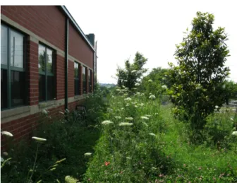 Figure 1. Image of “The Wild Backyard” in August 