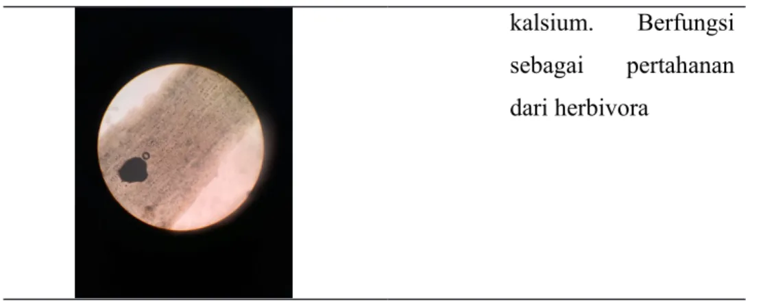 Tabel 1.3 hasil pengamatan histologi 
