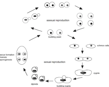 Gambar 2.1. Siklus hidup Saccharomyces cerevisiae (Kavanagh, 2005) 