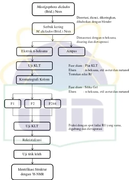 Gambar 3.1  Bagan alur ekstraksi dan identifikasi senyawa metabolit sekunder dari ekstrak n-heksana tumbuhan lumut hati Mastigophora diclados (Brid.) Nees 