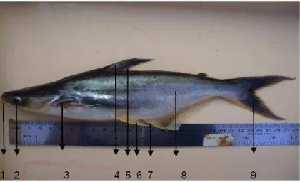 Gambar 2.1. Ikan patin (P. djambal) 