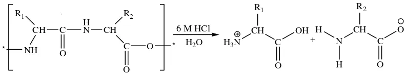 Gambar 2.3. Hidrolisis protein menghasilkan asam amino bebas 