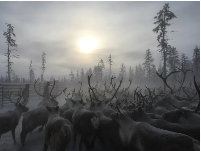 Figure 18. Reindeer brigade # 2 of Eveno-Bytantay. 