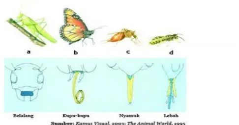 Gambar 1.6. Berbagai tipe alat mulut pada serangga. 