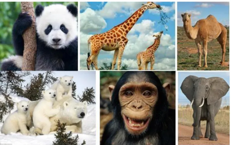 Gambar 1. Berbagai Jenis Fauna di dunia  Sumber: https://www.google.com/search? 