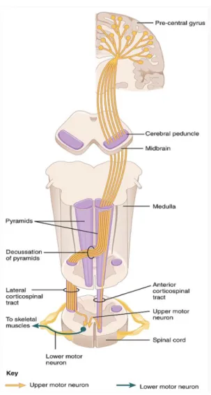 Gambar 4. Traktus Kortikospinalis  (4)
