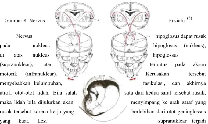Gambar 8. Nervus Fasialis  (5)