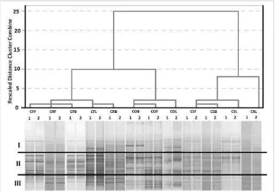 Figure 3: Dendogram of cluster analysis of DGGE bands. The dendrogram was constructed using average linkage (between groups)