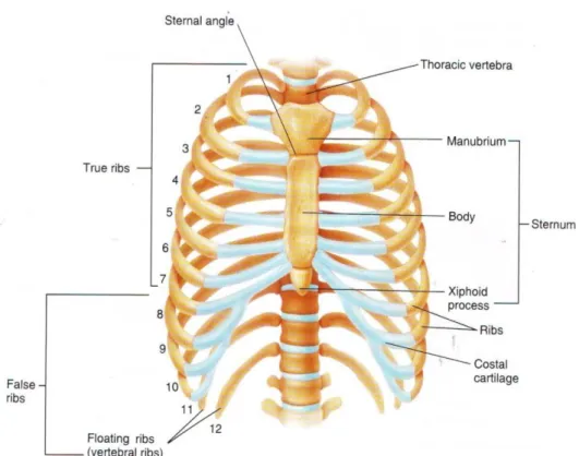 Gambar  6. Tulang Dada (os strenum); Thoracic vertebrae,  ribs, costal cartilages, and the sternum  