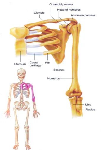 Gambar 8. Tulang Belikat (os scapula) dan Tulang  Selangka (os clavicula) 