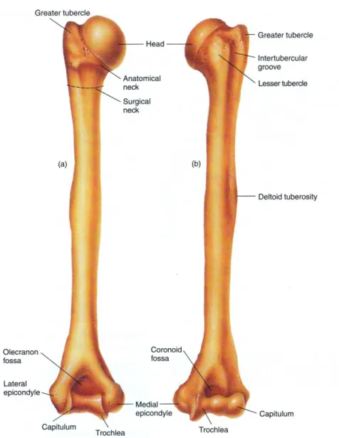 Gambar 9. Os Humerus: (a) tampak belakang (anterior  view); (b) tampak depan posterior view 