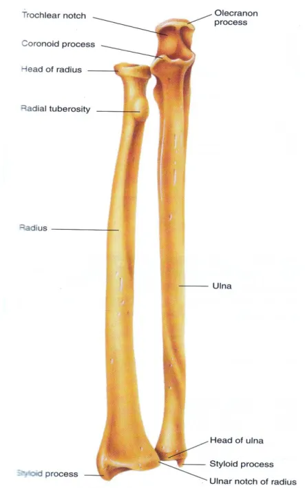 Gambar 10. Os Radius and Os Ulna 