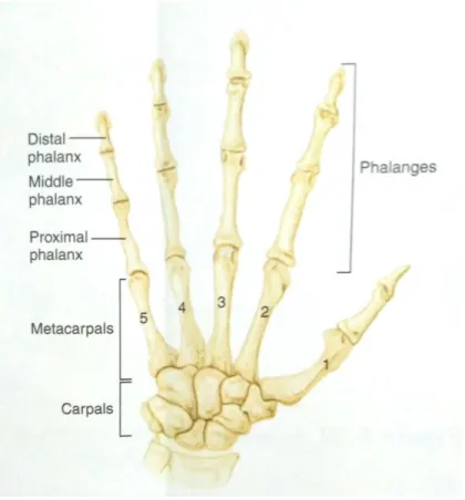 Gambar 11. Tulang Tangan Kiri Tampak Depan  Dikutip  dari:  Gunstream,  Stanley  E.,  2013
