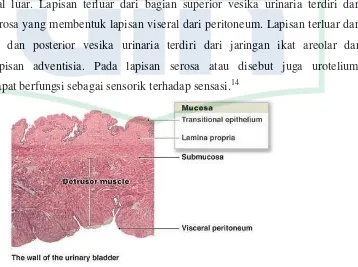 Gambar 2.4. Histologi dinding vesika urinaria.21
