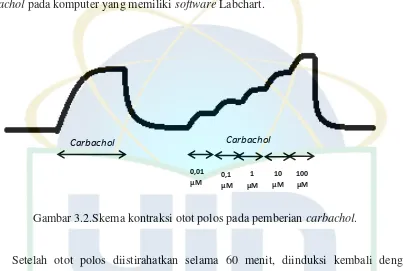 Gambar 3.2.Skema kontraksi otot polos pada pemberian carbachol. 