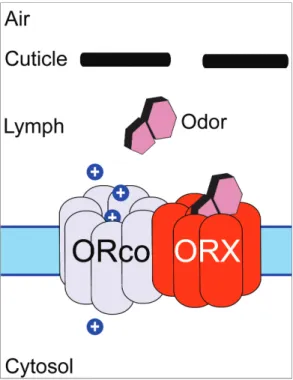 Figure  2.  Current  model  of  Insect  Odorant  Receptor  Signaling.  An  odorant passes into the aqueous sensillar lymph from the air and interacts  with  a  conventional  ORx,  which  upon  successful  binding,  ionotropically  gates the ORco