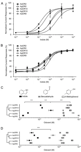 Figure 3.  Indole activation correlate with the primary structure of the  OR2/9/10  protein