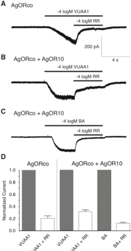 Figure 2. Ruthenium red blocks inward currents of AgORco alone  and in complex. 