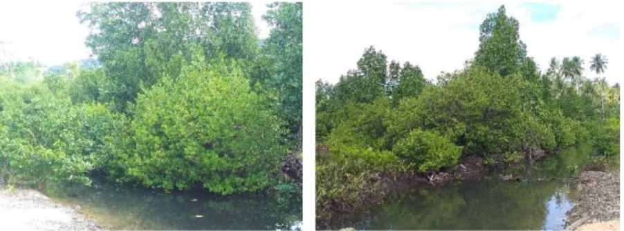 Gambar 4. 16 Hutan Mangrove pada Wilayah Perencanaan  Sumber : Survei Primer 