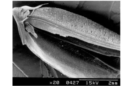 Figure 2. SEM of rice husk showing protuberance outer epidermis and silica [10] 
