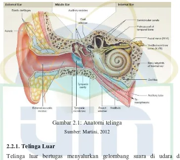 Gambar 2.1: Anatomi telinga 