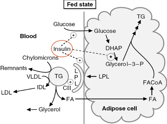 Gambar 2.5 Pengaruh Insulin pada sel adipose 