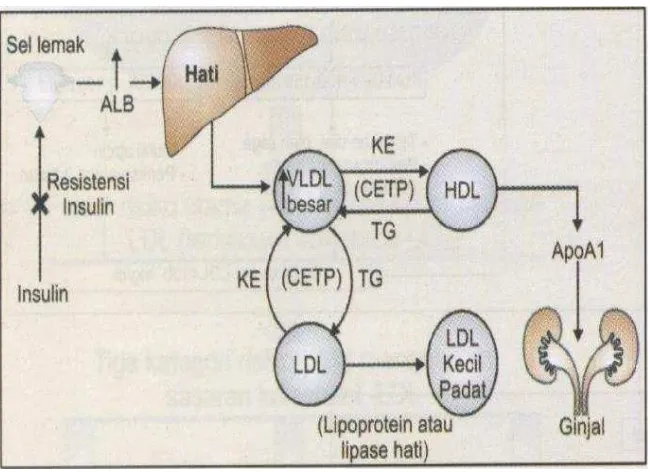 Gambar 2.8 Metabolisme lipoprotein pada resistensi insulin. 
