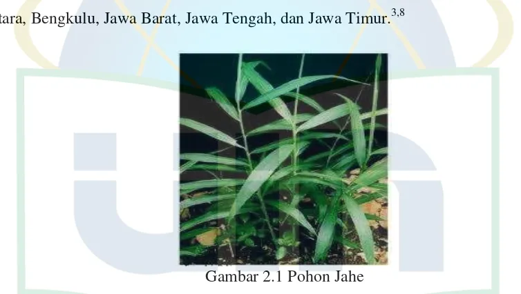 Gambar 2.1 Pohon Jahe 