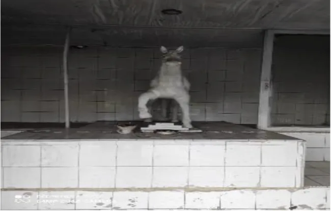 GAMBAR KERAMAT PATUNG KUDA PUTIH 
