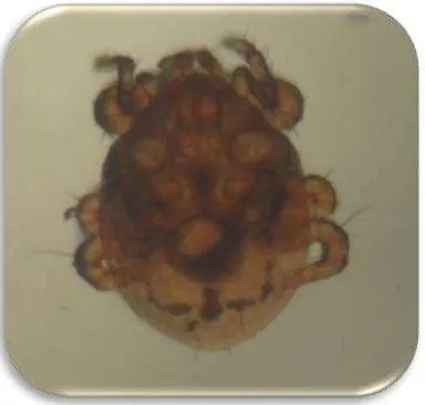 Gambar 6: Kumbang yang terparasit tungau Sumber: Foto Langsung  