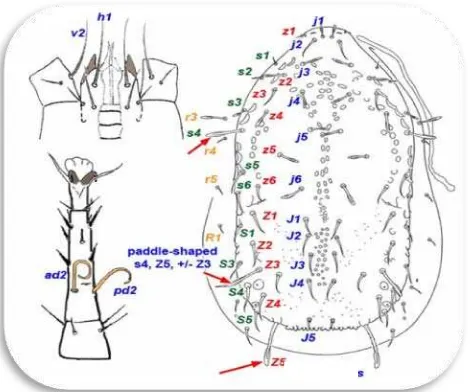 Gambar 13 : Bagian tubuh famili Ascidae Sumber:http://keys.lucidcentral.org/keys/v3/mites/invasive_mite_identification/key/mesostig