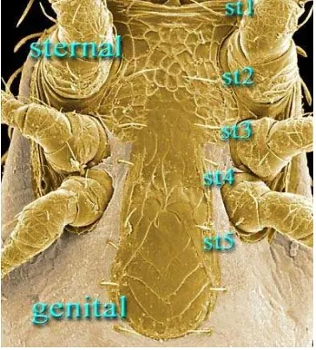 Gambar 14: Bagian tubuh famili Laelapidae  Sumber://http://keys.lucidcentral.org/keys/v3/mites/invasive_mite_identification/key/mesosti