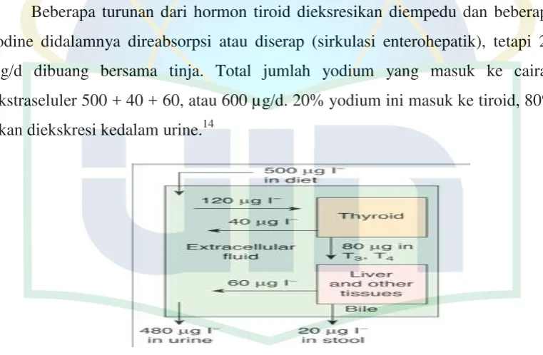 Gambar 2.4. Metabolisme Iodine 