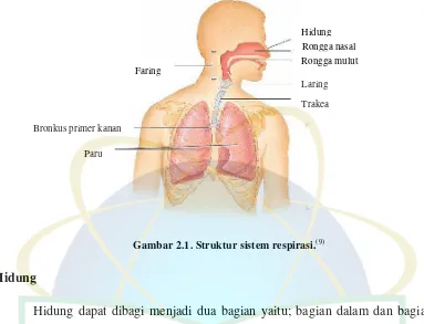 Gambar 2.1. Struktur sistem respirasi.(9) 