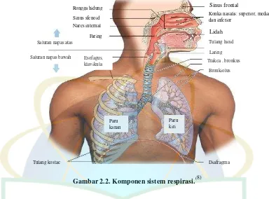 Gambar 2.2. Komponen sistem respirasi.(8) 