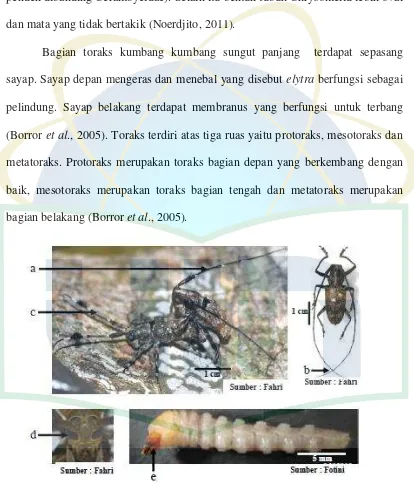Gambar 1. Morfologi kumbang sungut panjang: - Antena Cacia picticornis jantan (a), antena Epepeotes luscus jantan (b), antena Cacia picticornis betina (c), mata bertakik (d) dan mandibel larva (e) (Fahri, 2013) 